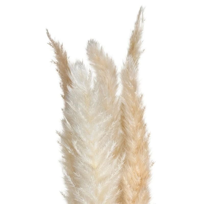 Pampas Séchées Naturelles H65cm, set de 6pcs - Silumen