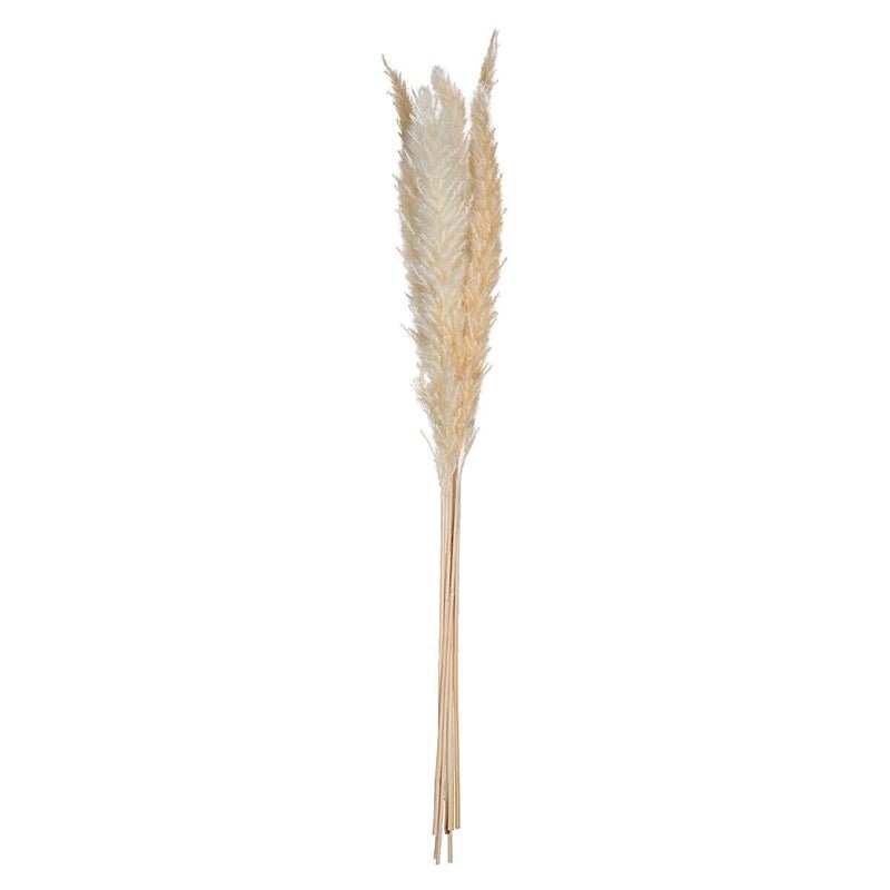 Pampas Séchées Naturelles H65cm, set de 6pcs - Silumen