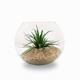 Kunstmatige plant in een glazen pot van 20x16cm