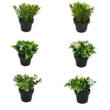 Plantes artificielles décoratives avec pot (lot de 12 pièces)
